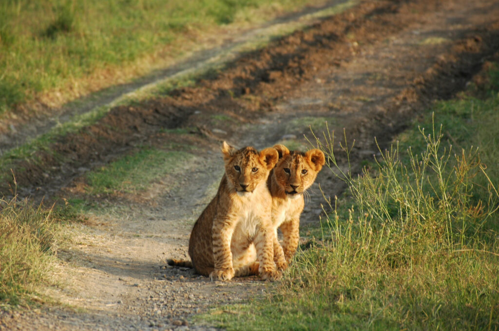 Lions making a comeback