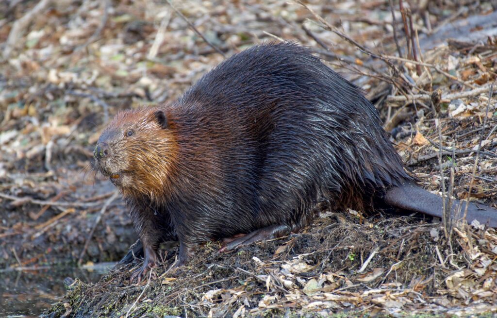 Beavers to the rescue