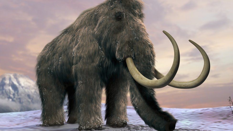 The Mileage on Woolly Mammoths