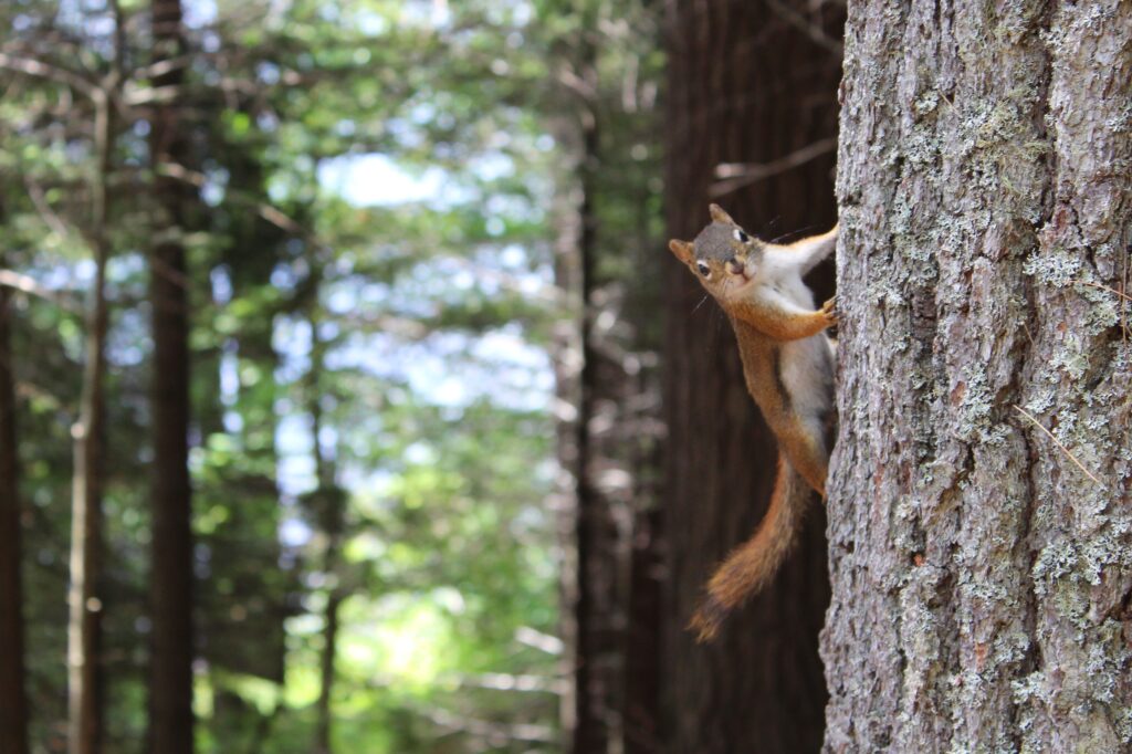 Squirrels and the US Army