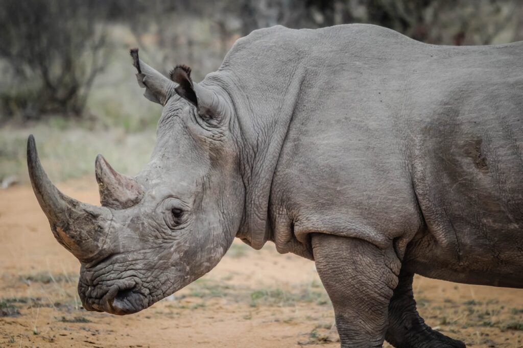 Northern White Rhino