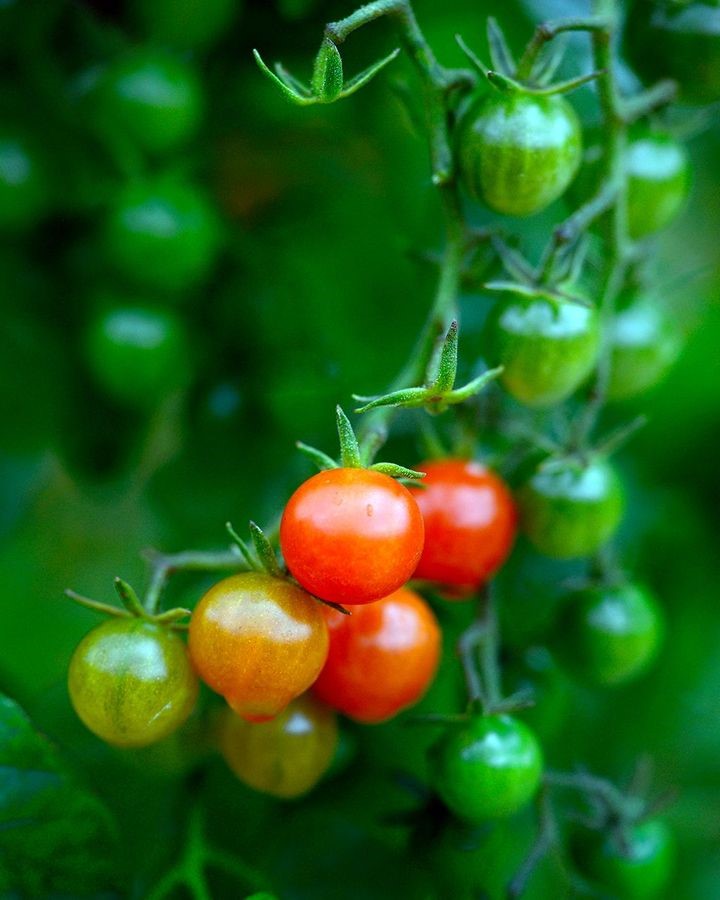 CRISPR Tomatoes