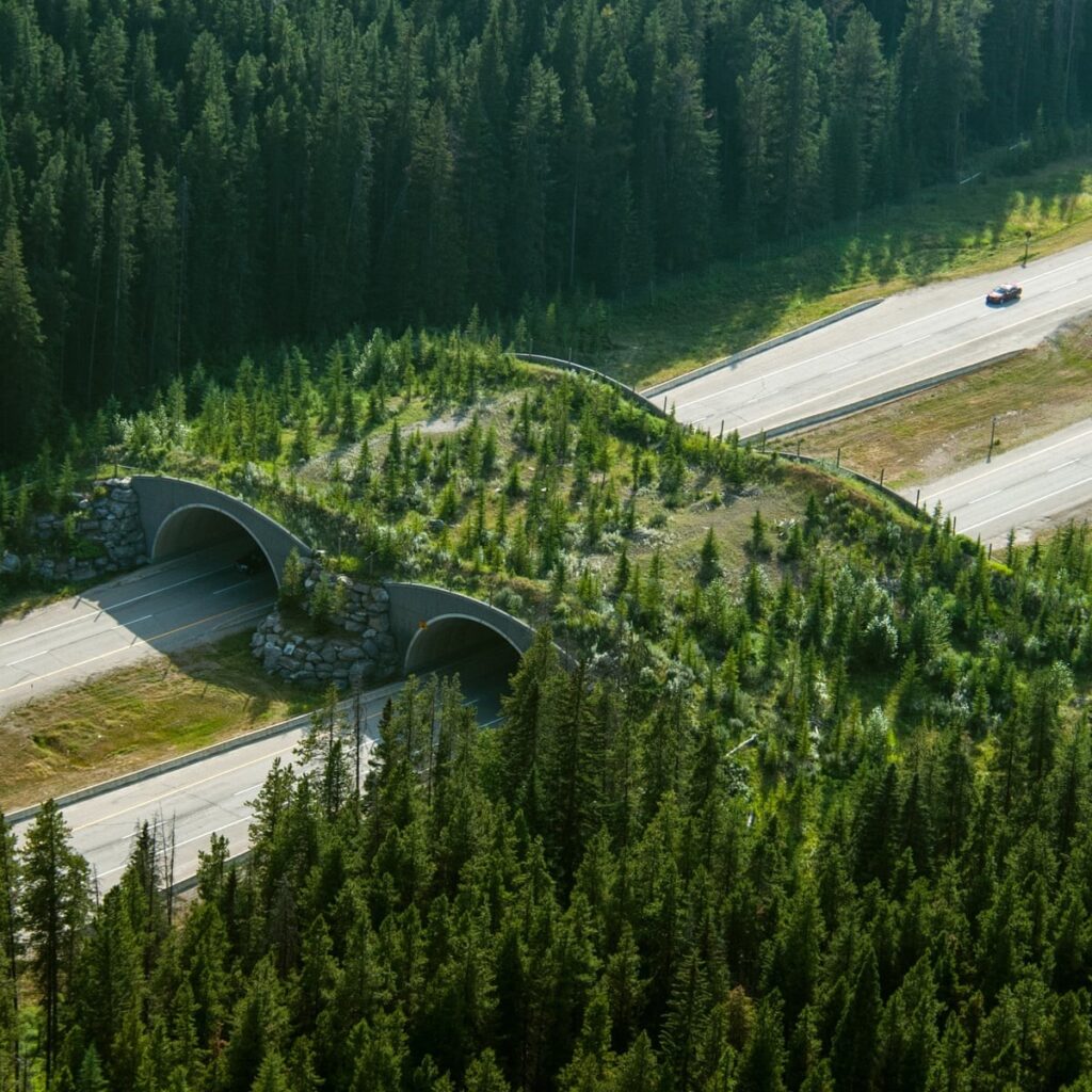 Hedgehogs, not Road Hogs