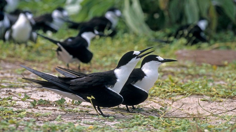 Bird Island