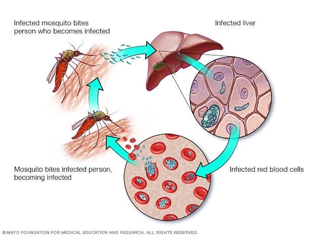 Vaccine for Malaria