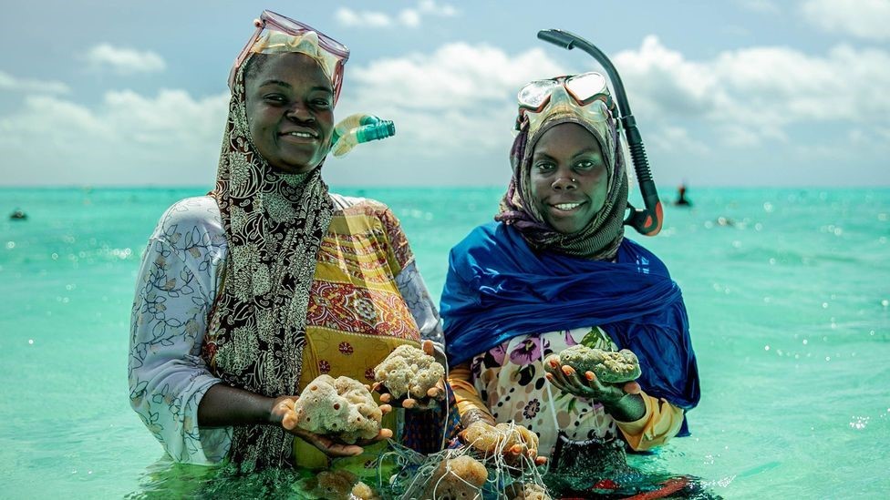 Sea Sponges in Zanzibar