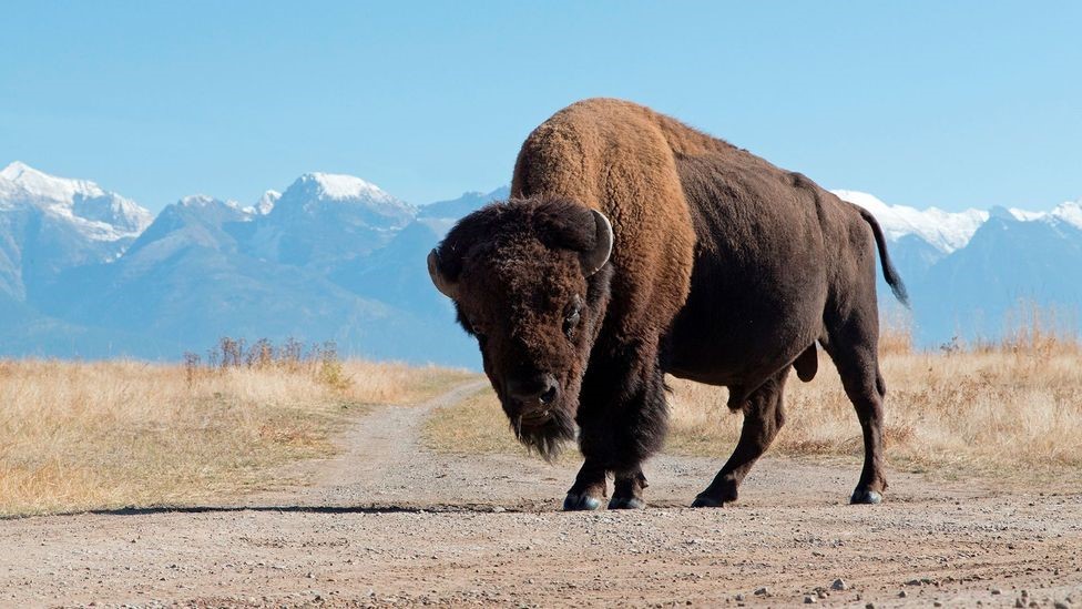 Bison