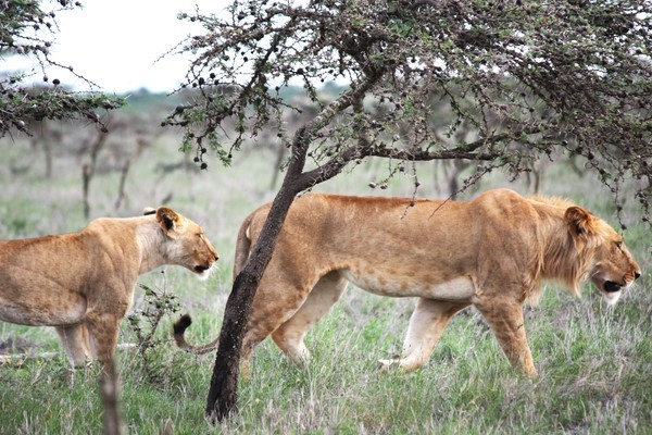 Ants persuaded lions to eat Buffalo