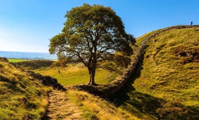 Sycamore Gap Tree