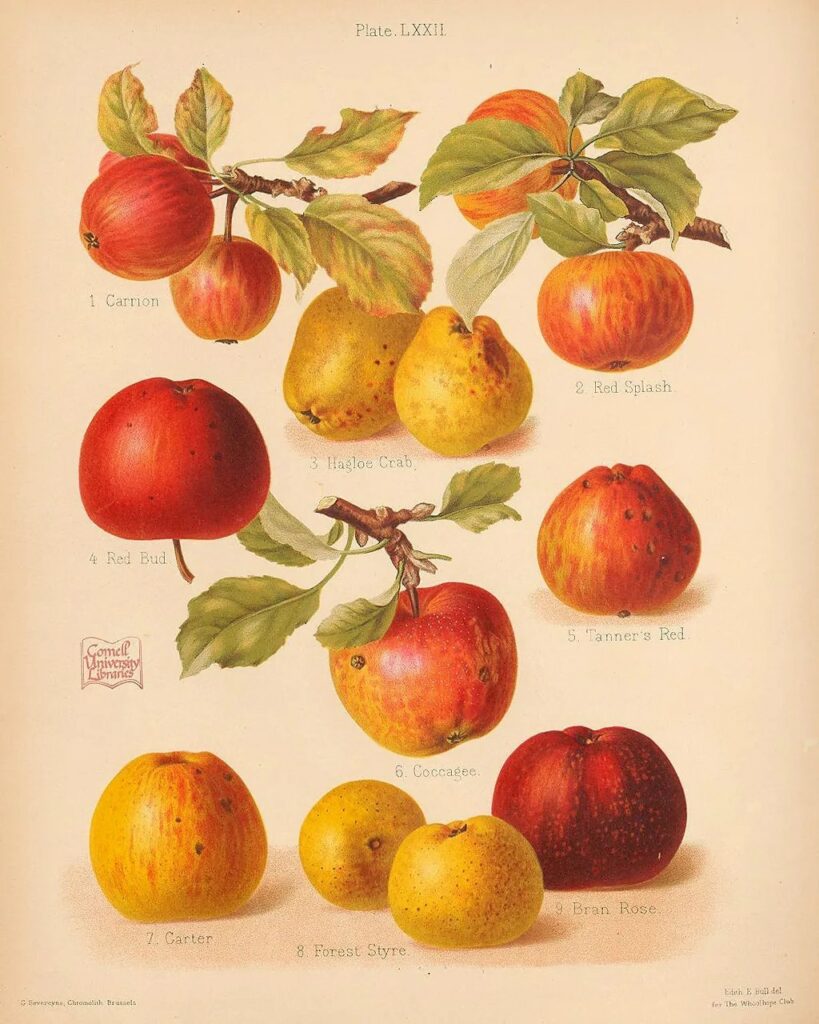 Apples