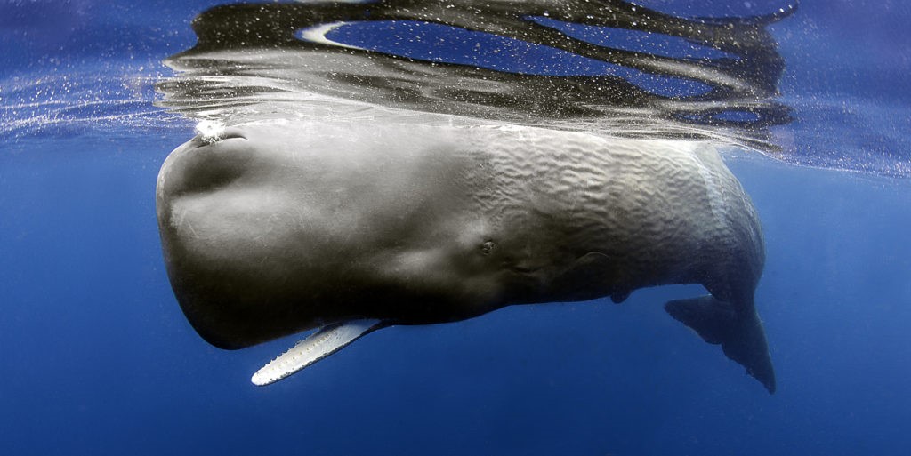 Sperm Whales
