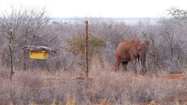 Elephants Hate Bees