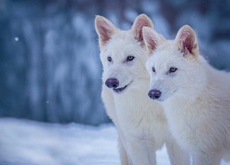 Dire Wolf