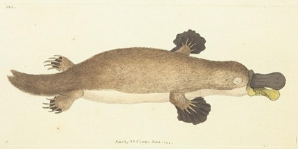 Duck-billed Platypus