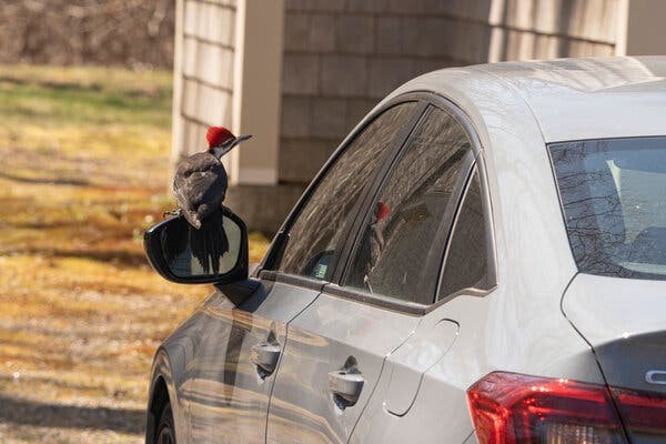 Woodpecker