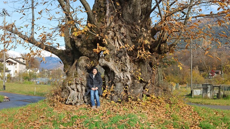 Chestnut Trees