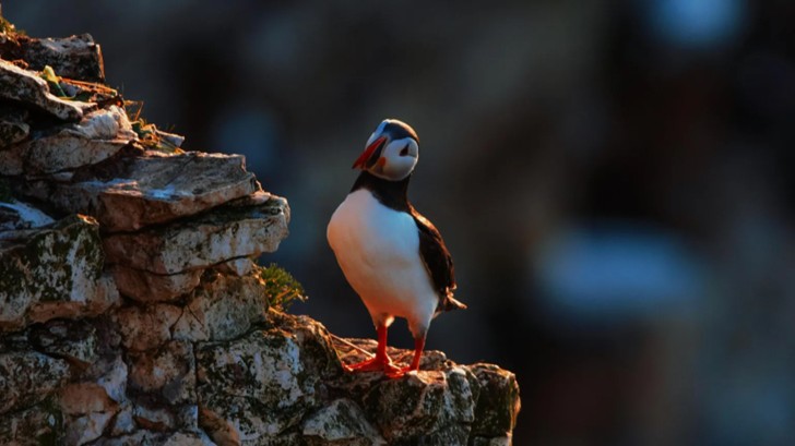 Puffin Paradise