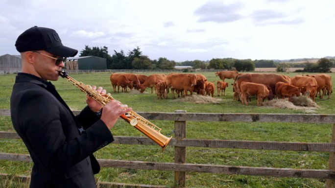 Playing Jazz to their Cows