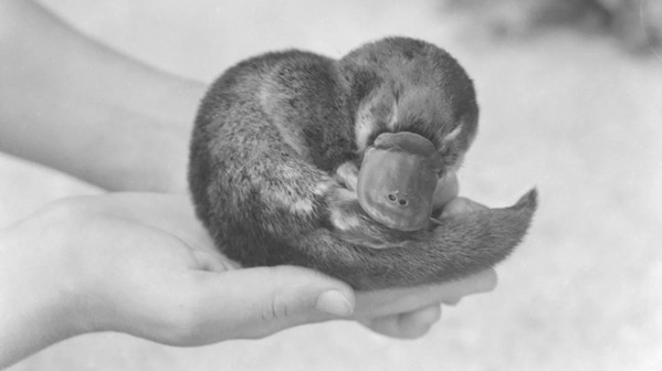 Platypus Diplomacy