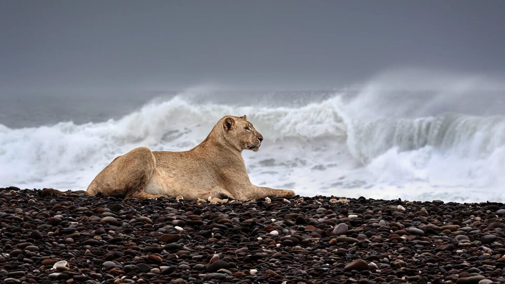 Maritime Lions
