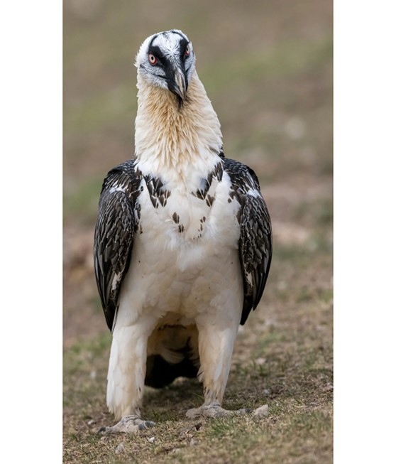 Bearded Vulture