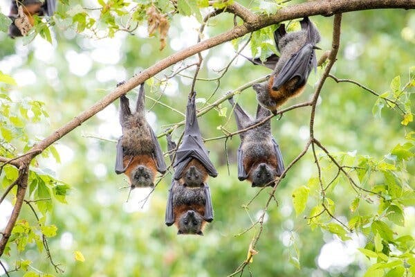 Flying Foxes