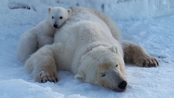 Polar Bears