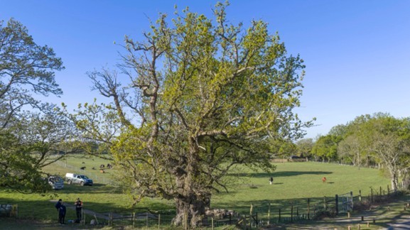 The New Forest